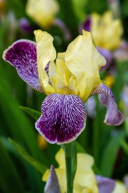 Yaz bahçesinde Xiphium. Xiphium çok yıllık soğanlı bitkidir 