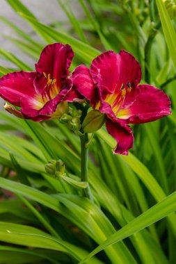 Bahçede çiçekli günlükler. Yaz bahçesinde çiçek açan Hemerocallis. Daylilies güzel çiçekler