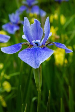 Sibirya iris çiçekleri (iris sibirica) bahçede yeşil bir arka plan üzerinde