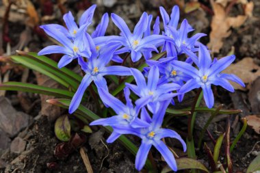 Çiçek açmış mavi bahar çiçekleri. Bahçedeki Chionodoxa luciliae. Chionodoxa renkli yıldızlar şeklinde güzel çiçeklerle çok uzun ömürlüdür.