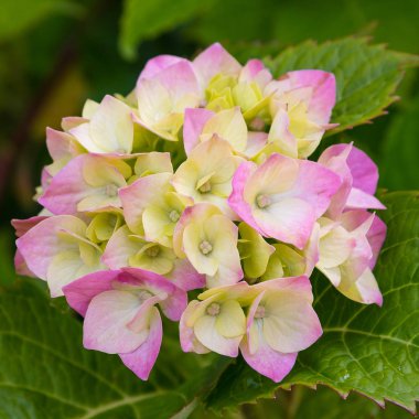 Ortanca çiçekleri açar. Kaplarda süs bitkileri ile Ortanca Bush.