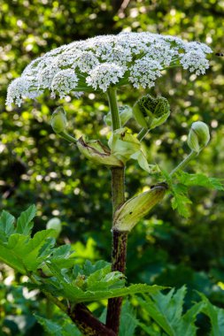 Heracleum sosnowskyi zehirli bitki, yaygın dev hogweed, cartwheel-çiçek, dev maydanoz, dev yaban havucu, hogsbain olarak bilinir