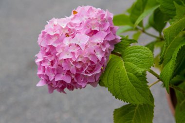 Ortanca çiçekleri açar. Kaplarda süs bitkileri ile Ortanca Bush.