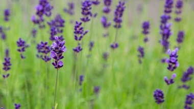 Lavanta çiçekleri ile güzel yaz manzarası