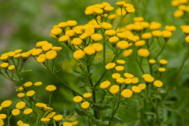 Doğal arka planda Tanacetum vulgare sarı çiçek. Bahçede şifalı bitkiler