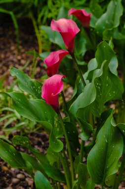 Kırmızı Calla zambağı (Zantedeschia aethiopica, Arum lily, Varkoor) bahçede