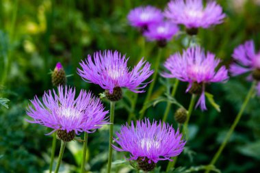Centaurea cyanus bahçede. Leylak çiçekleri cornflower scabiosa (Centaurea scabiosa) bir orman çim üzerinde