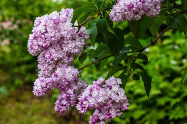 Bahçede çiçek açan leylak (Syringa). Doğal arka planda güzel mor leylak çiçekleri