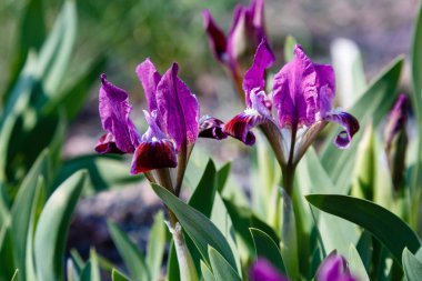Yaz bahçesinde Xiphium. Xiphium çok yıllık soğanlı bitkidir 