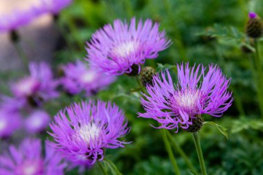 Centaurea cyanus bahçede. Leylak çiçekleri cornflower scabiosa (Centaurea scabiosa) bir orman çim üzerinde