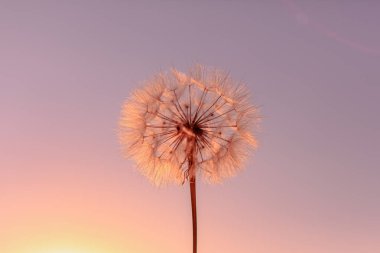 Dandelions ile doğa arka plan