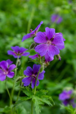 Bahçede sardunya pratense.