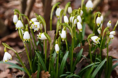 Kardelen veya ortak kardelen (Galanthus nivalis) bahçede çiçekler