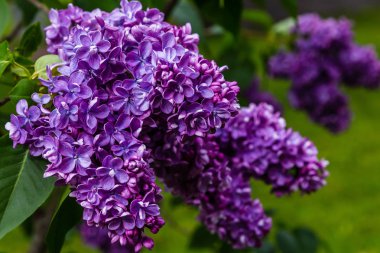 Bahçede çiçek açan leylak (Syringa). Doğal arka planda güzel mor leylak çiçekleri