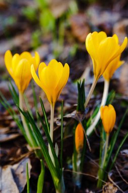 Çiğdem, çoğul crocuses iris ailesinde çiçekli bitkilerin bir cinstir. Bir demet timsah, timsahlarla dolu bir çayır.