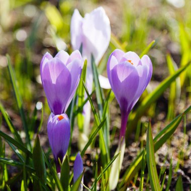 Çiğdem, çoğul crocuses iris ailesinde çiçekli bitkilerin bir cinstir. Bir demet timsah, timsahlarla dolu bir çayır.