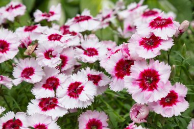 yeşil arka planda bahçede Dianthus çiçekleri