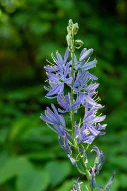 Bahar bahçesinde Camassia leichtlinii. Camassia (Camassia) Lily ailesine ait çok yıllık bir soğan