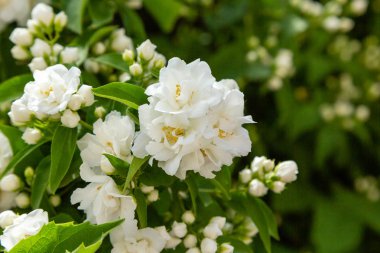 Philadelphus'un beyaz çiçekleri. Philadelphus bahçede süs çiçekli çalılar olduğunu