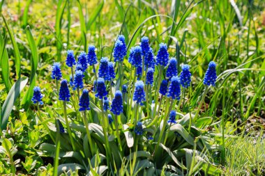 Muscari çiçekleri, Muscari armeniacum, Üzüm Sümbüller bahar çiçekleri nisan ve mayıs aylarında çiçek. Mavi çiçekli Muscari armeniacum bitkisi