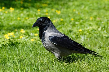 Corvus cornix. Bahçede gri karga civciv