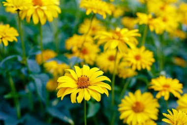 Çiçek yatağında sarı papatyalar. Otsu yıllıklar ve çok yıllık heliopsis cinsi (Heliopsis).