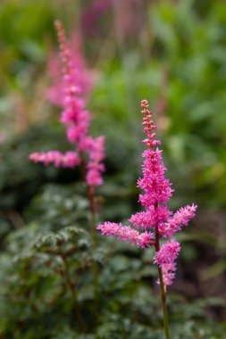 Astilbe japonik bir bahçe. Sahte Spiraea, doğal arkaplanda tuzlanma