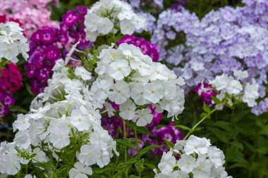 Ortanca çiçekleri açar. Kaplarda süs bitkileri ile Ortanca Bush.