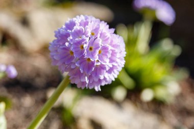 Alp tepesinde primula denticulata. Bahar bahçesinde çuha çiçeği. 