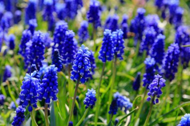 Muscari çiçekleri, Muscari armeniacum, Üzüm Sümbüller bahar çiçekleri nisan ve mayıs aylarında çiçek. Mavi çiçekli Muscari armeniacum bitkisi
