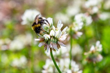 Bir arı beyaz bir yonca (Trifolium tövbe) çiçek nektar toplar. Doğal arka plan. Bitkilerin tozlaşması