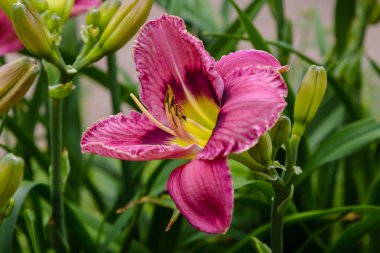 Bahçede çiçekli günlükler. Yaz bahçesinde çiçek açan Hemerocallis. Daylilies güzel çiçekler
