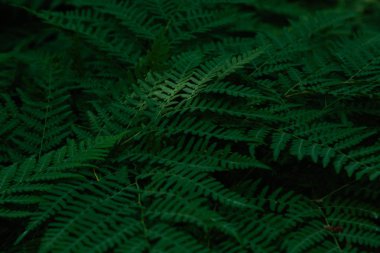 Orman bitkileri ile yeşil tropikal arka plan. Eğrelti otu yapraklarının arka planı