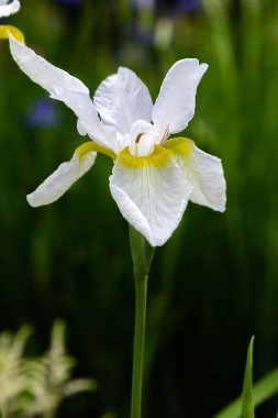 Sibirya iris çiçekleri (iris sibirica) bahçede yeşil bir arka plan üzerinde
