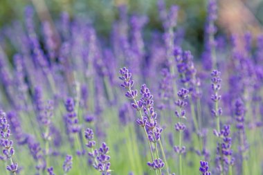 Lavanta çiçekleri ile güzel yaz manzarası