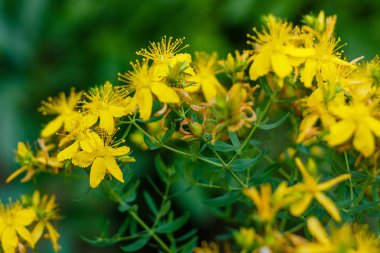 St. John's Wort'un sarı çiçekleri üzerine bumblebee. Hypericum perforatum, Hypericum cinsi ve şifalı bir bitkinin çiçekli bitki türü.