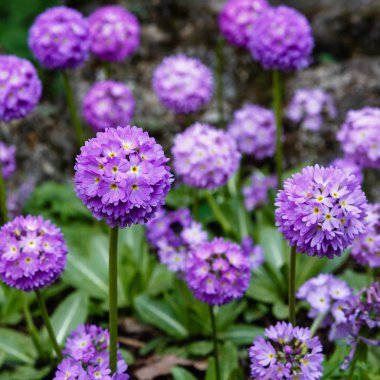 Alp tepesinde primula denticulata. Bahar bahçesinde çuha çiçeği. 