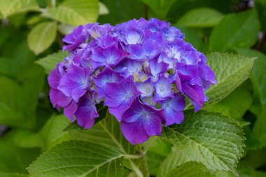 Ortanca çiçekleri açar. Kaplarda süs bitkileri ile Ortanca Bush.