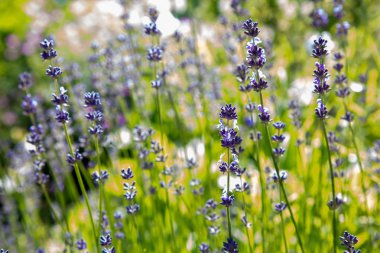 Lavanta çiçekleri ile güzel yaz manzarası