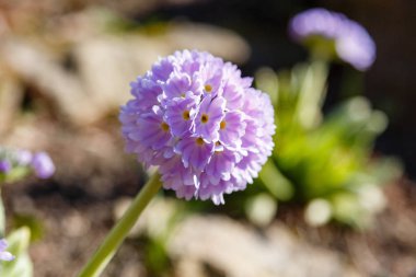 Alp tepesinde primula denticulata. Bahar bahçesinde çuha çiçeği. 