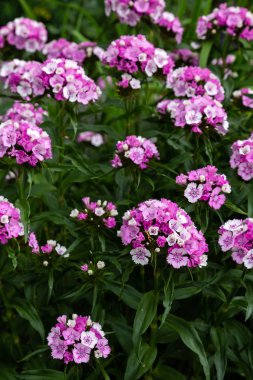 yeşil arka planda bahçede Dianthus çiçekleri