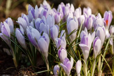 Çiğdem, çoğul crocuses iris ailesinde çiçekli bitkilerin bir cinstir. Bir demet timsah, timsahlarla dolu bir çayır.