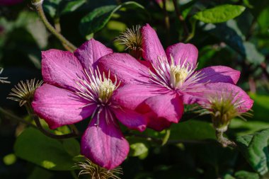 Bahçede uzun ömürlü Clematis sarmaşıkları. Büyüyen klematitler. Açan klematis