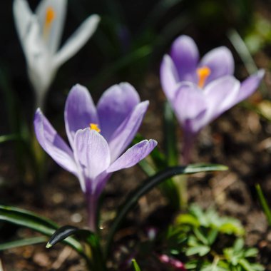 Pulsatilla yaygın isimlerin patentini Doğu pasqueflower, Prairie crocus ve bahar bahçesinde kesim yaprağı şakayığı alır. Çiçek arka planı.