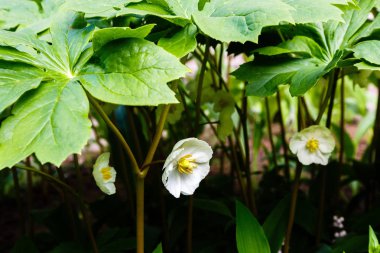 Mayapple çiçekleri veya bahçede Podophyllum peltatum. Tıbbi otsu çok yıllık bitki, Barberry ailesinin Podophyllum (Podophyllum) bir tür (Berberidaceae)