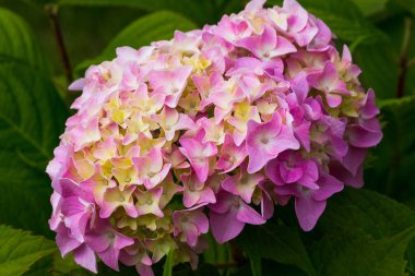 Ortanca çiçekleri açar. Kaplarda süs bitkileri ile Ortanca Bush.