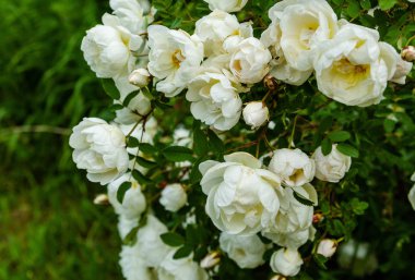 Güzel tonda güller yakın. Doğa arka planı