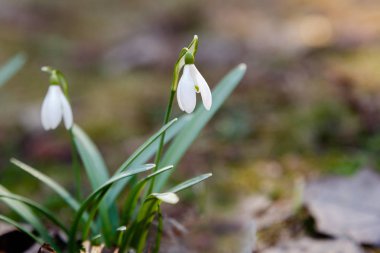 Kardelen veya ortak kardelen (Galanthus nivalis) bahçede çiçekler