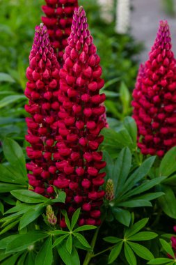 Lupin çiçekleri (Lupinus cinsi) yaz bahçesinde