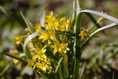 En azından Gagea (Gagea Minima) çiçekleri baharda bahçede veya ormanda açar.